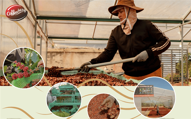 Coffee cherry - Hành trình 20 năm crop to cup với cà phê Việt Nam 