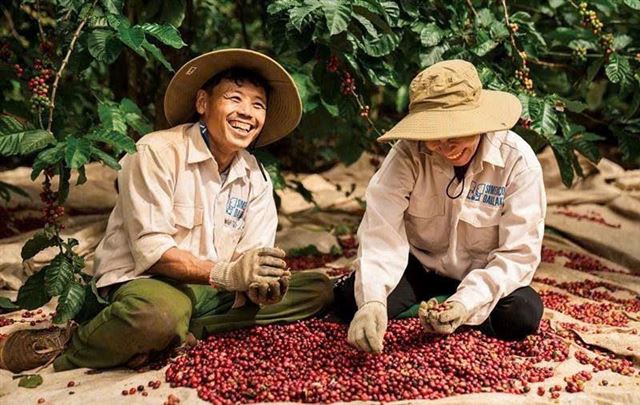 Giá cà phê phục hồi, xuất khẩu kỳ vọng lấy lại đà tăng trưởng