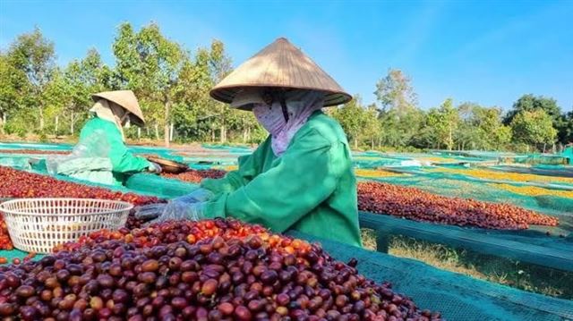 Cà phê Robusta của Coffeecherry lọt vào Top 20 Global Robusta Awards 2026