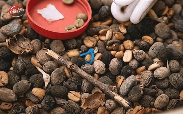 Hạt lỗi ảnh hưởng thế nào đến chất lượng của Cà phê nguyên chất thế nào