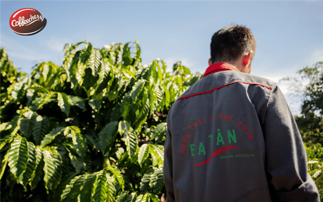 Khám phá hành trình định vị cà phê Fine Robusta Việt Nam cùng Coffeecherry
