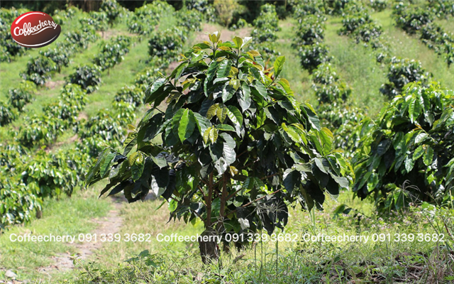 Những sự thật bất ngờ và thú vị cho người yêu Cà phê Robusta