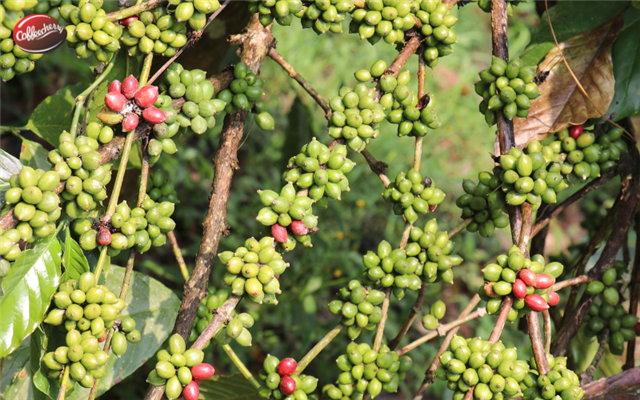 Robusta bền vững và câu chuyện carbon footprint - cà phê từ farm đến cup