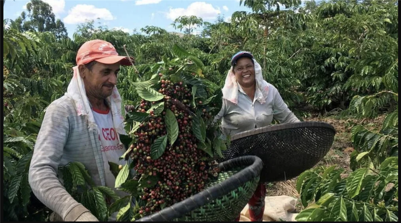 Cooabriel: Sản lượng cà phê Robusta tại bang Espirito Santo (Brazil) dự báo giảm