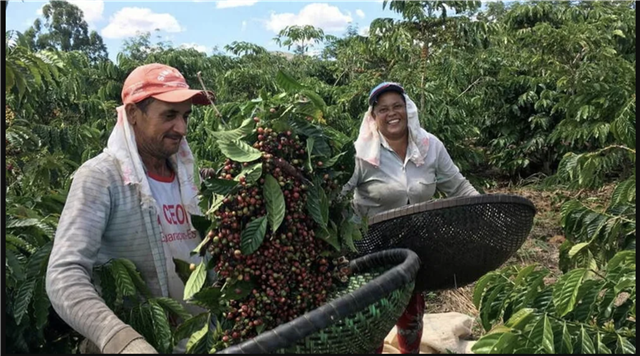 Cooabriel: Sản lượng cà phê Robusta tại bang Espirito Santo (Brazil) dự báo giảm