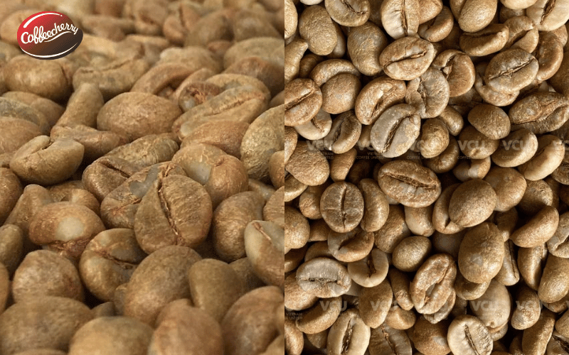 Robusta Honey và Natural: khác nhau thế nào?