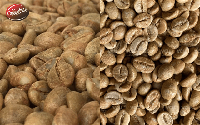 Robusta Honey và Natural: khác nhau thế nào?