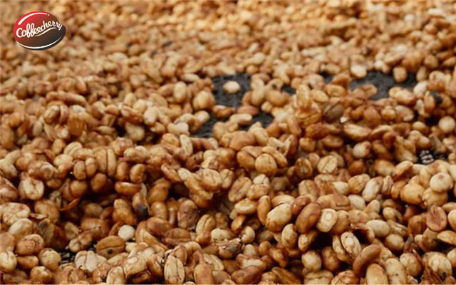 Sai lầm về phương pháp chế biến cà phê Honey mà nhiều người vẫn nhầm lẫn