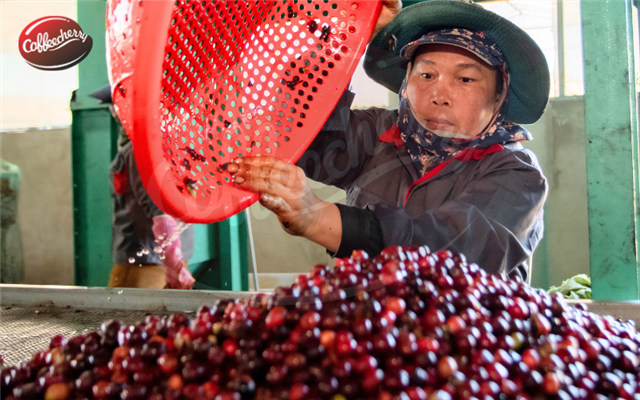 Hành trình minh bạch định hình niềm tin vào thương hiệu cà phê thời đại mới
