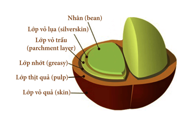 Tìm hiểu các thành phần chính trong hạt Cà phê