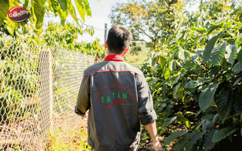 Từ farm đến cup - hành trình tạo ra một ly Cà phê nguyên chất của Coffeecherry
