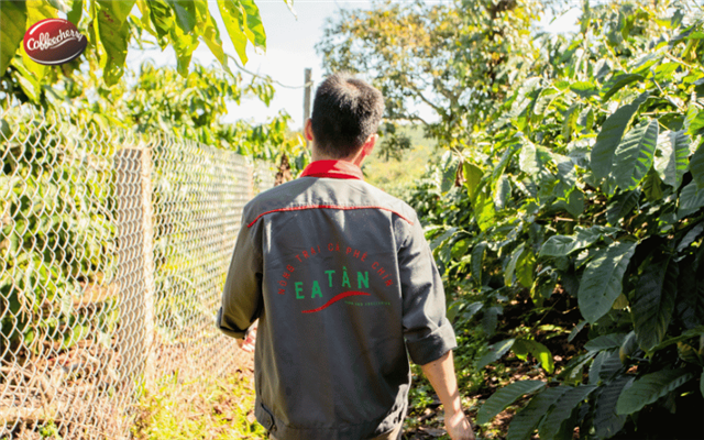 Từ farm đến cup - hành trình tạo ra một ly Cà phê nguyên chất của Coffeecherry