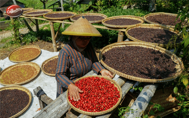 Vì sao cà phê bền vững đang là xu hướng toàn cầu?