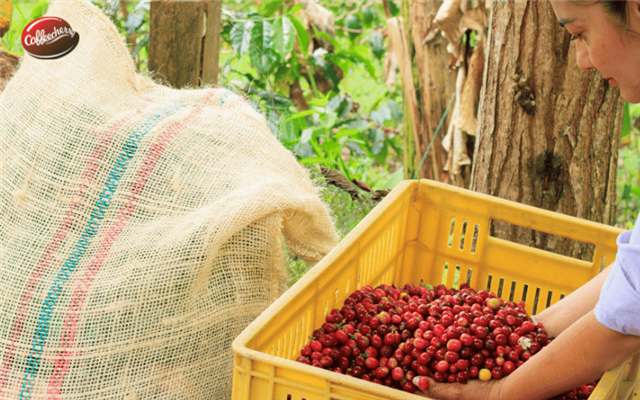 Vì sao Cà phê nguyên chất có vị chua?