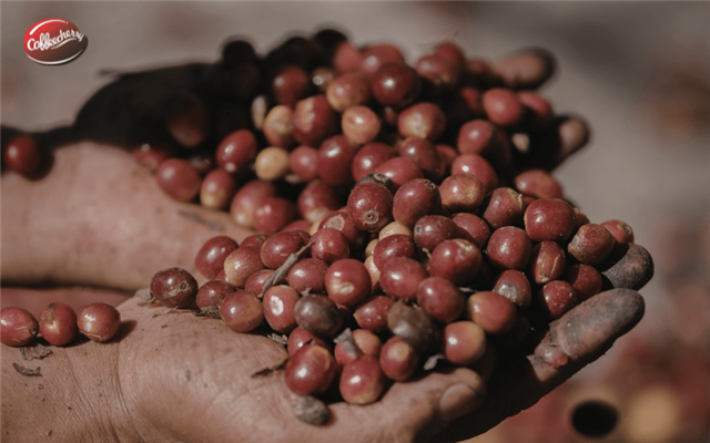 Vì sao cà phê nguyên chất uống lúc đầu đắng nhưng hậu lại ngọt?