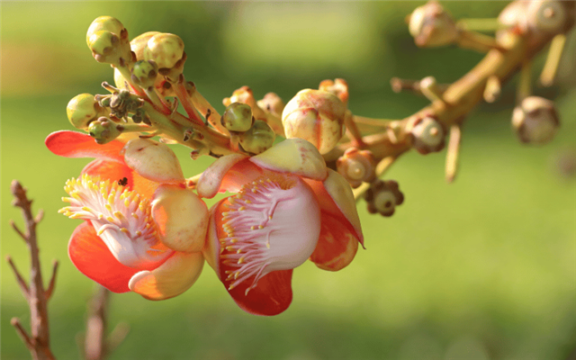 Vì sao cà phê Robusta đang trỗi dậy và được ưa chuộng toàn cầu?
