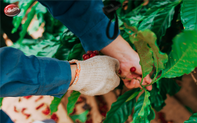 Vì sao Robusta phù hợp khí hậu Việt Nam hơn Arabica?