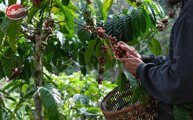 Vì sao Robusta Việt Nam thường bị hiểu sai về chất lượng?