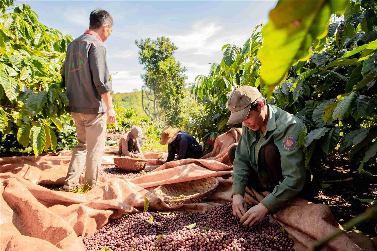 coffeecherry-nong-trai-ca-phe-chin-eatan-16_16_11zon