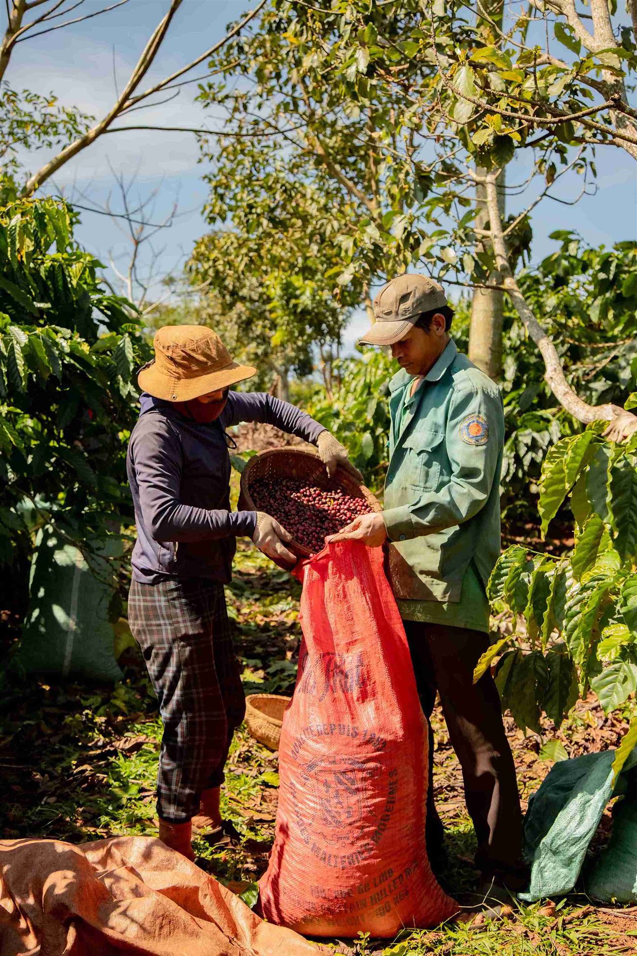 coffeecherry-nong-trai-ca-phe-chin-eatan-17_17_11zon