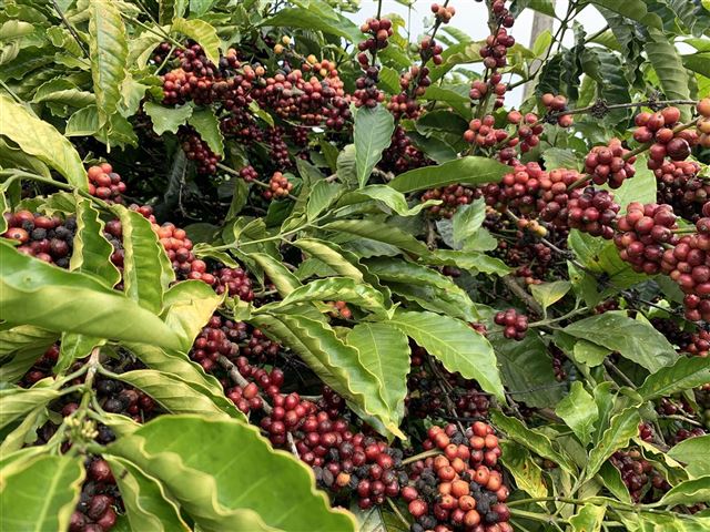 Nông trại Coffeecherry Eatan Đăk Lăk