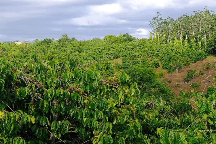 Banner giới thiệu